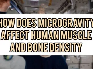 How Does Microgravity Affect Human Muscle And Bone Density